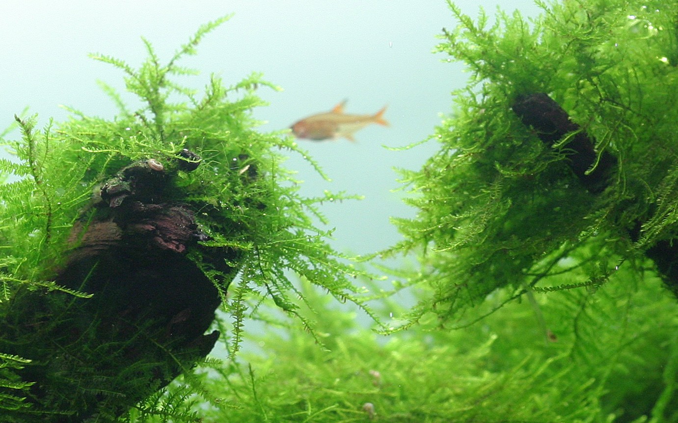 Taxiphyllum barbieri (Java moss)